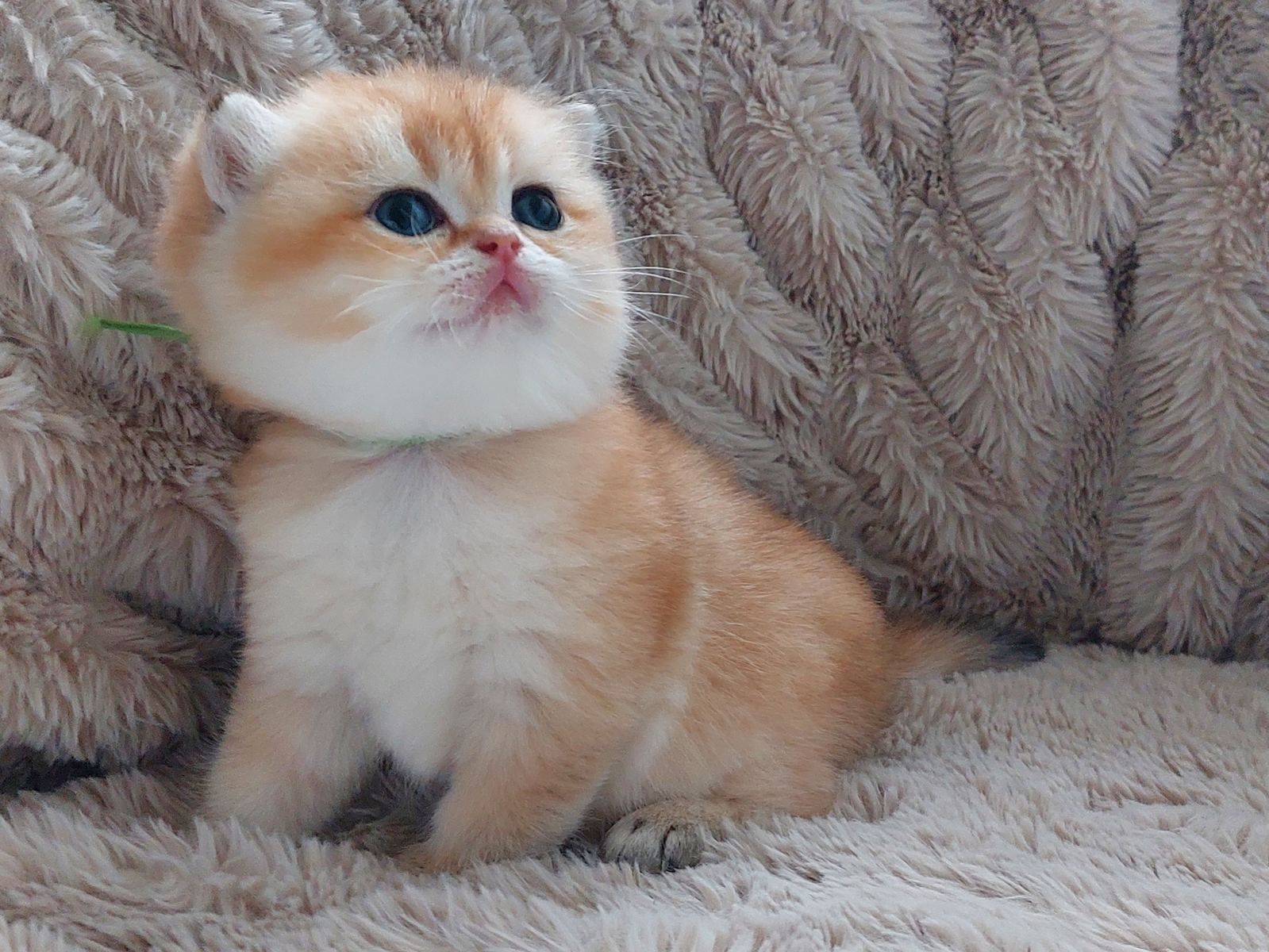 Kitten van het B-nest