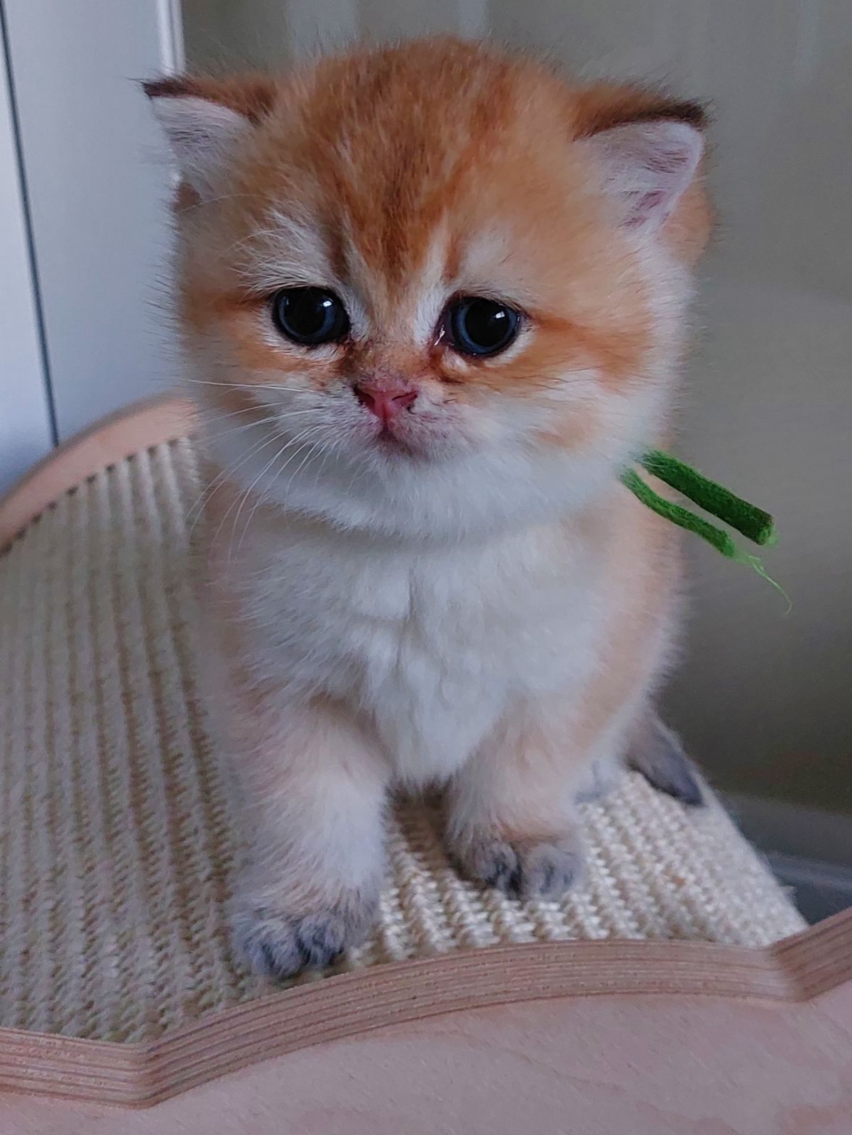 Kitten van het B-nest