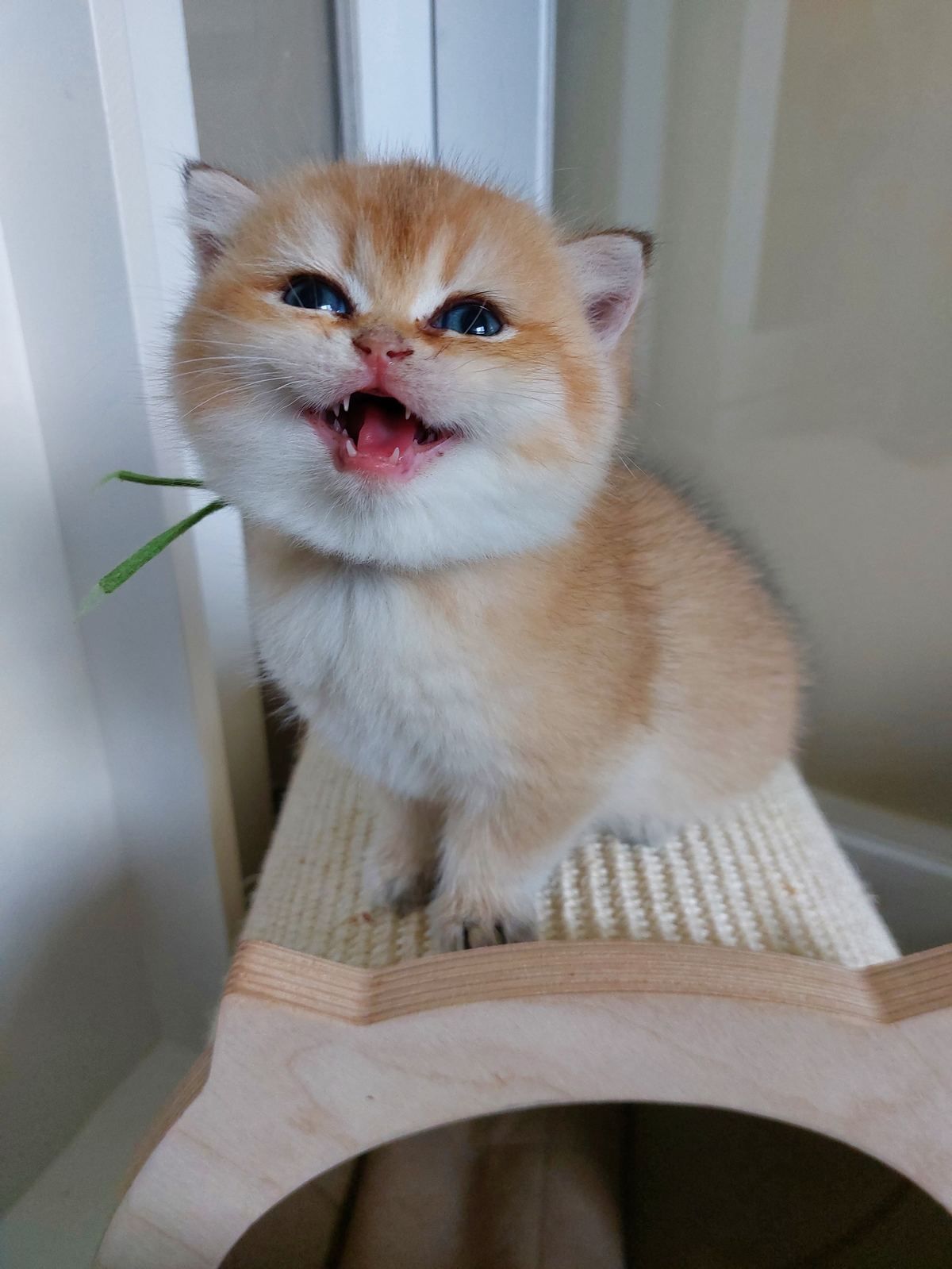 Kitten van het B-nest