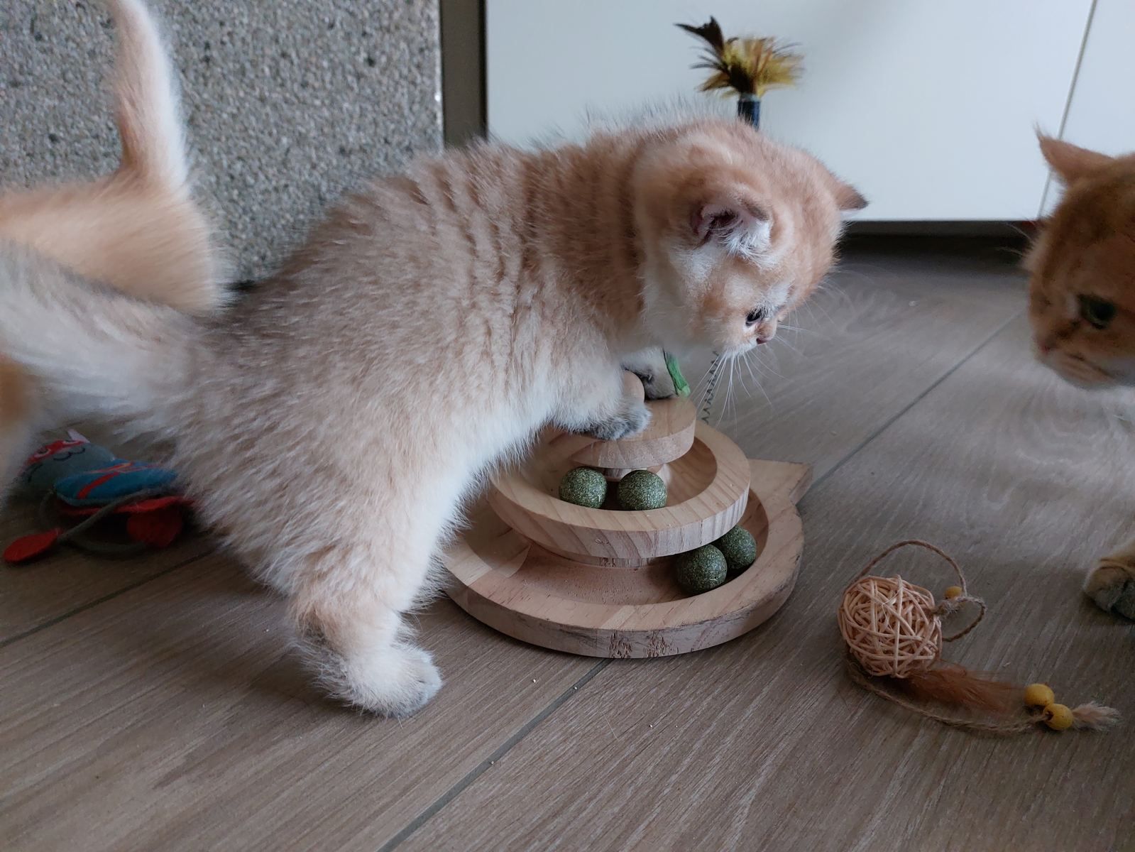 Kitten van het B-nest