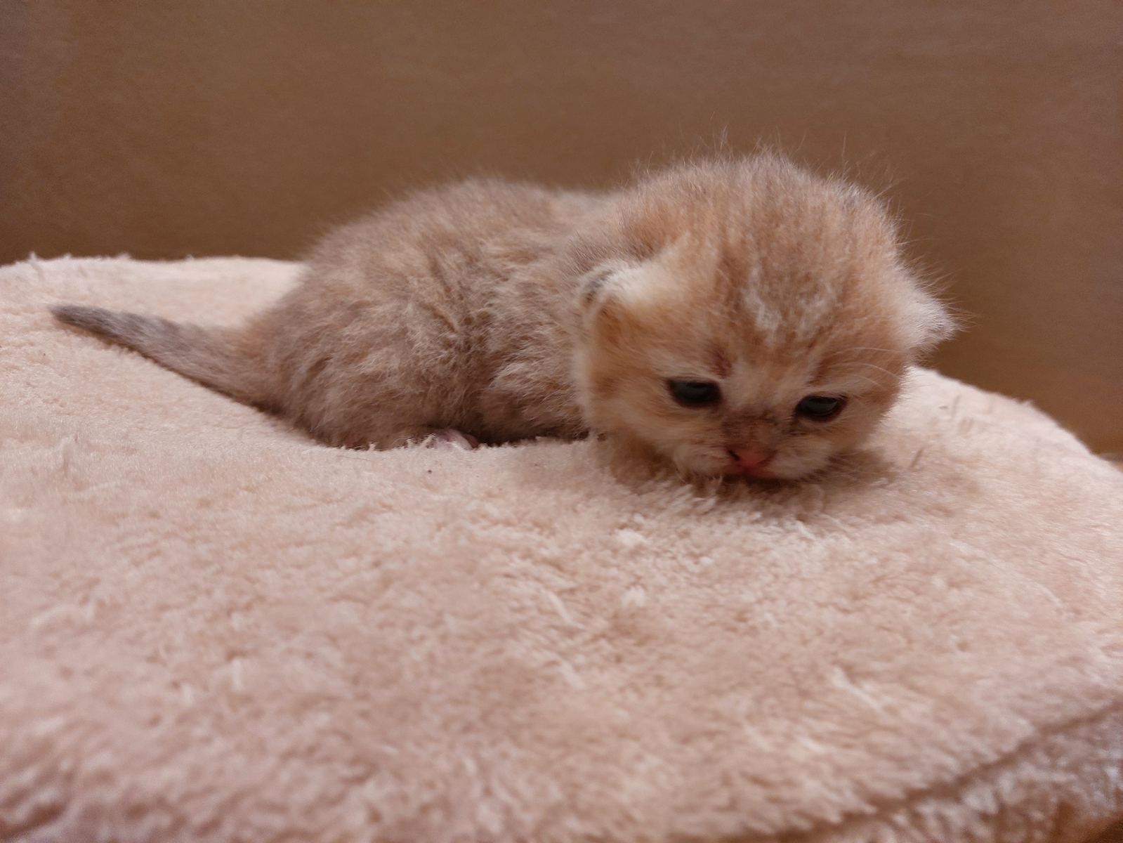 Kitten van het C-nest