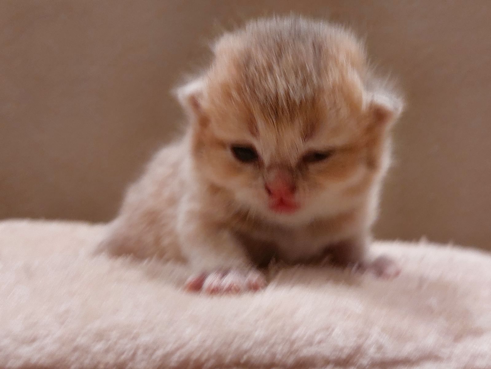 Kitten van het C-nest