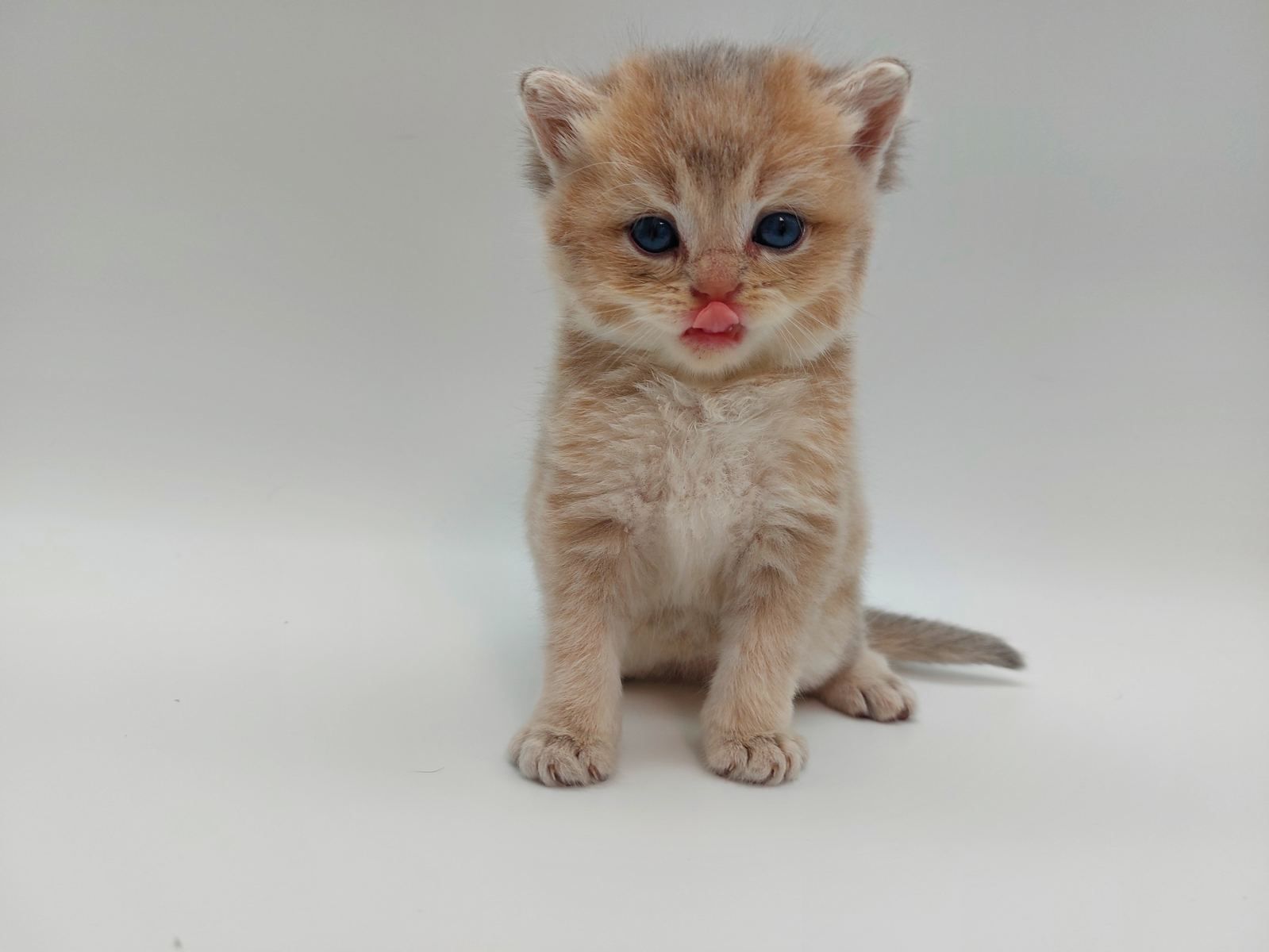 Kitten van het C-nest