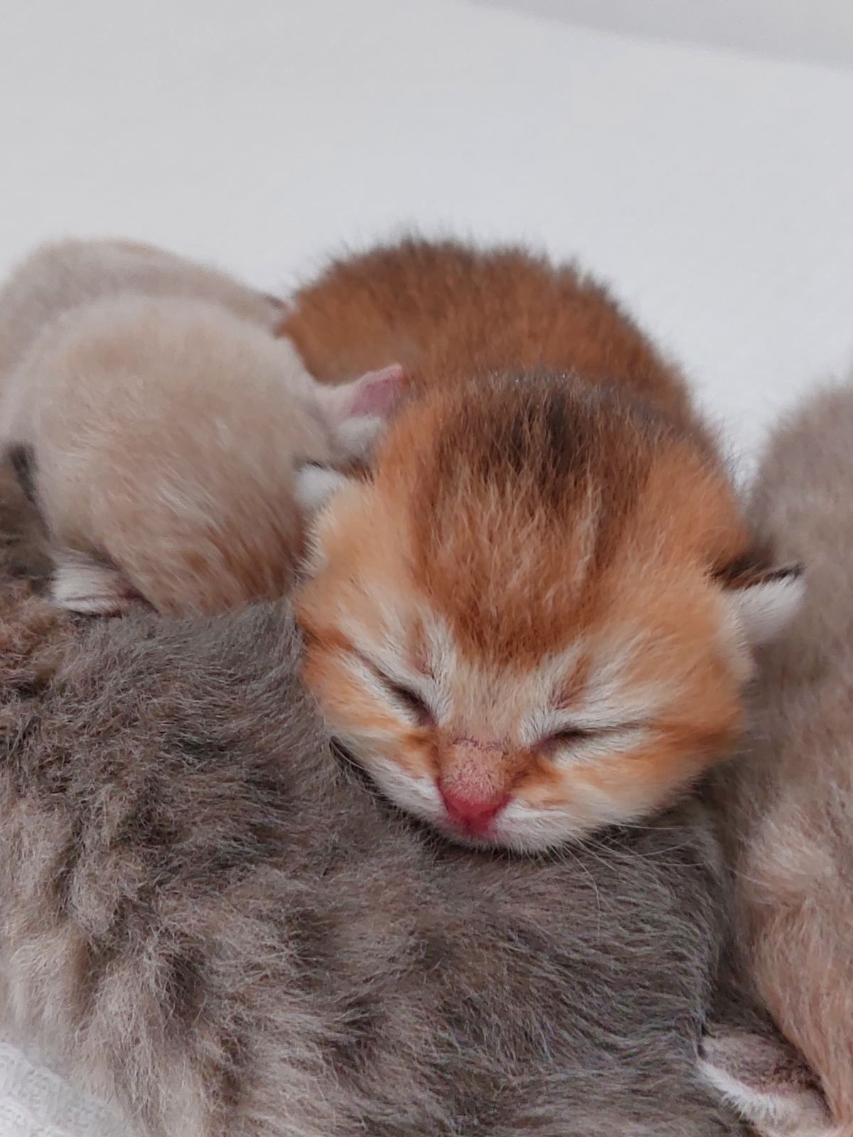 Kitten van het C-nest