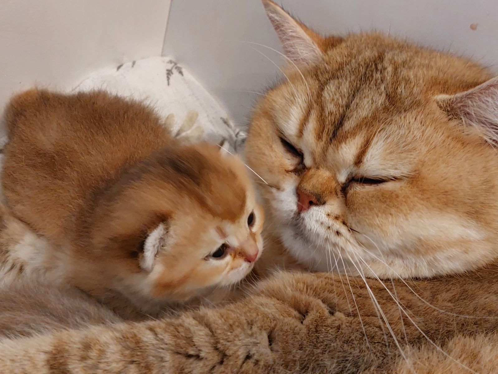 Kitten van het C-nest