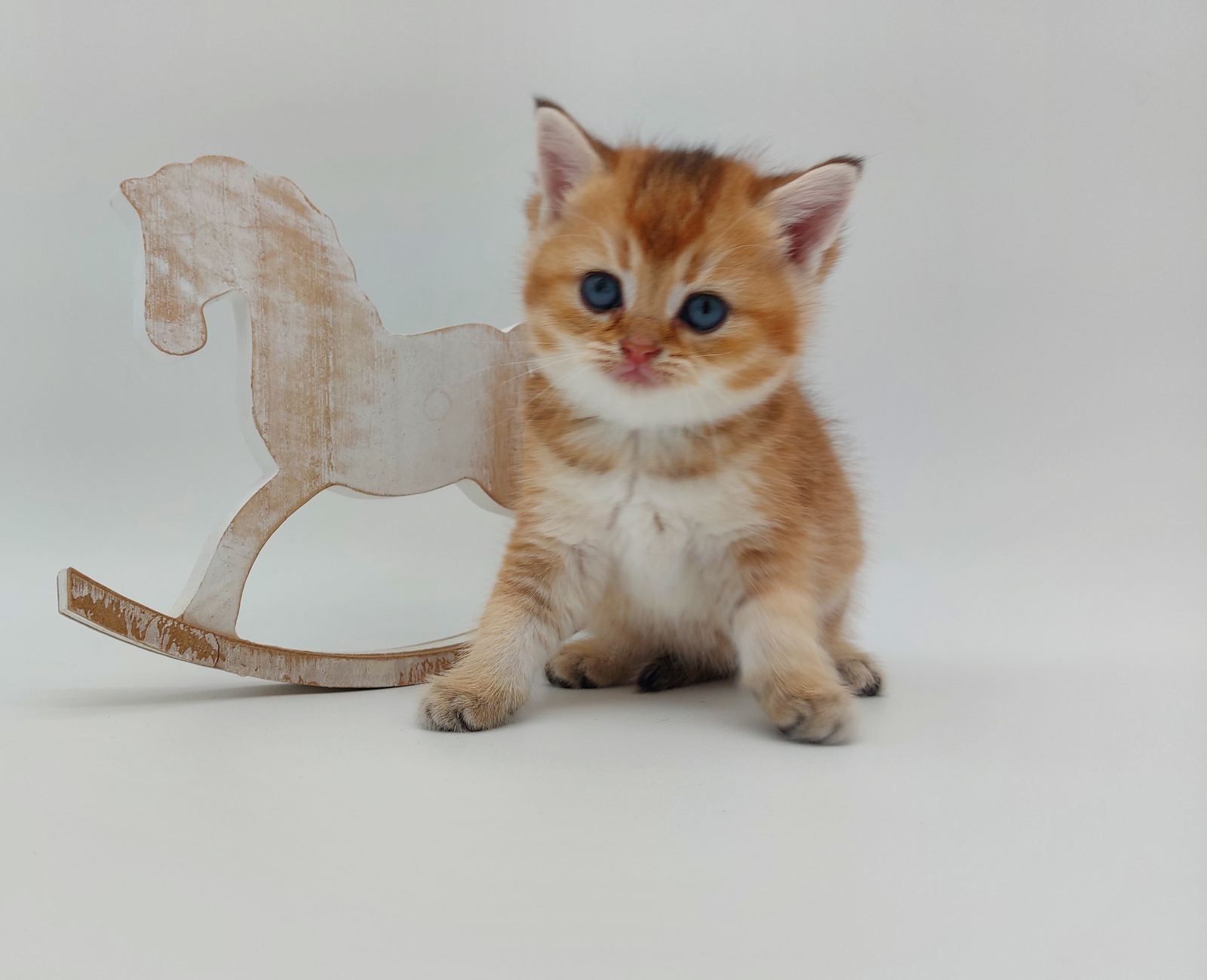 Kitten van het C-nest