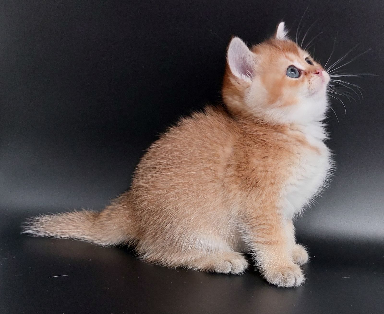 Kitten van het C-nest