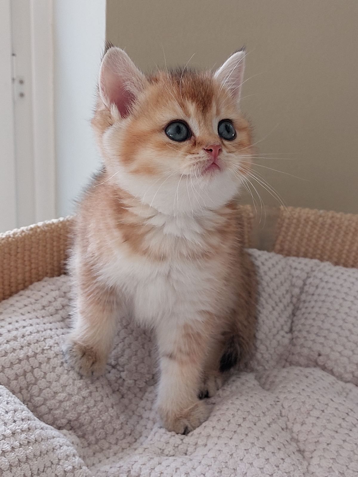 Kitten van het C-nest