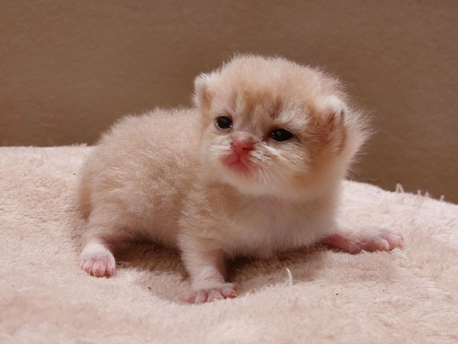 Kitten van het C-nest