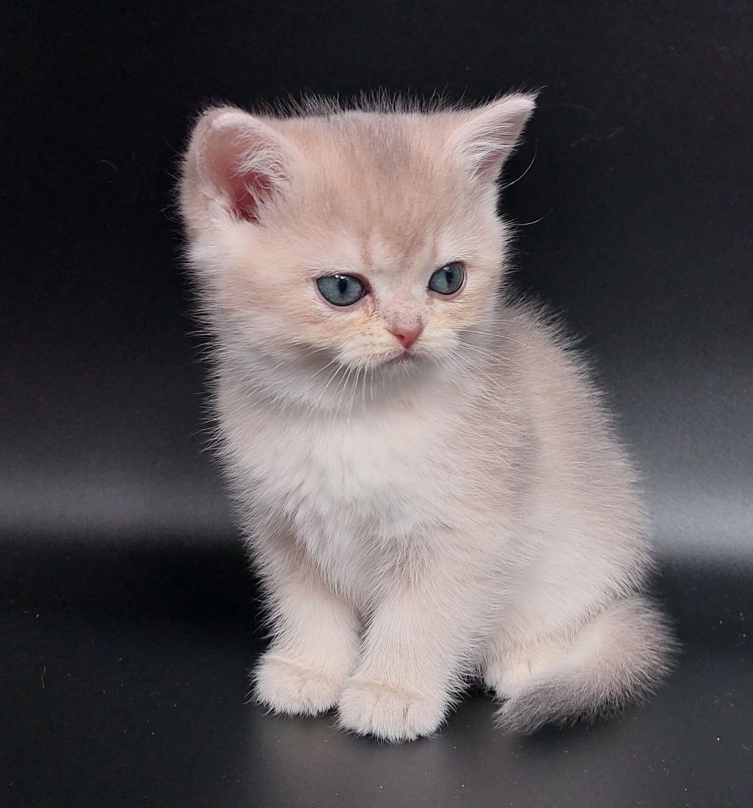 Kitten van het C-nest