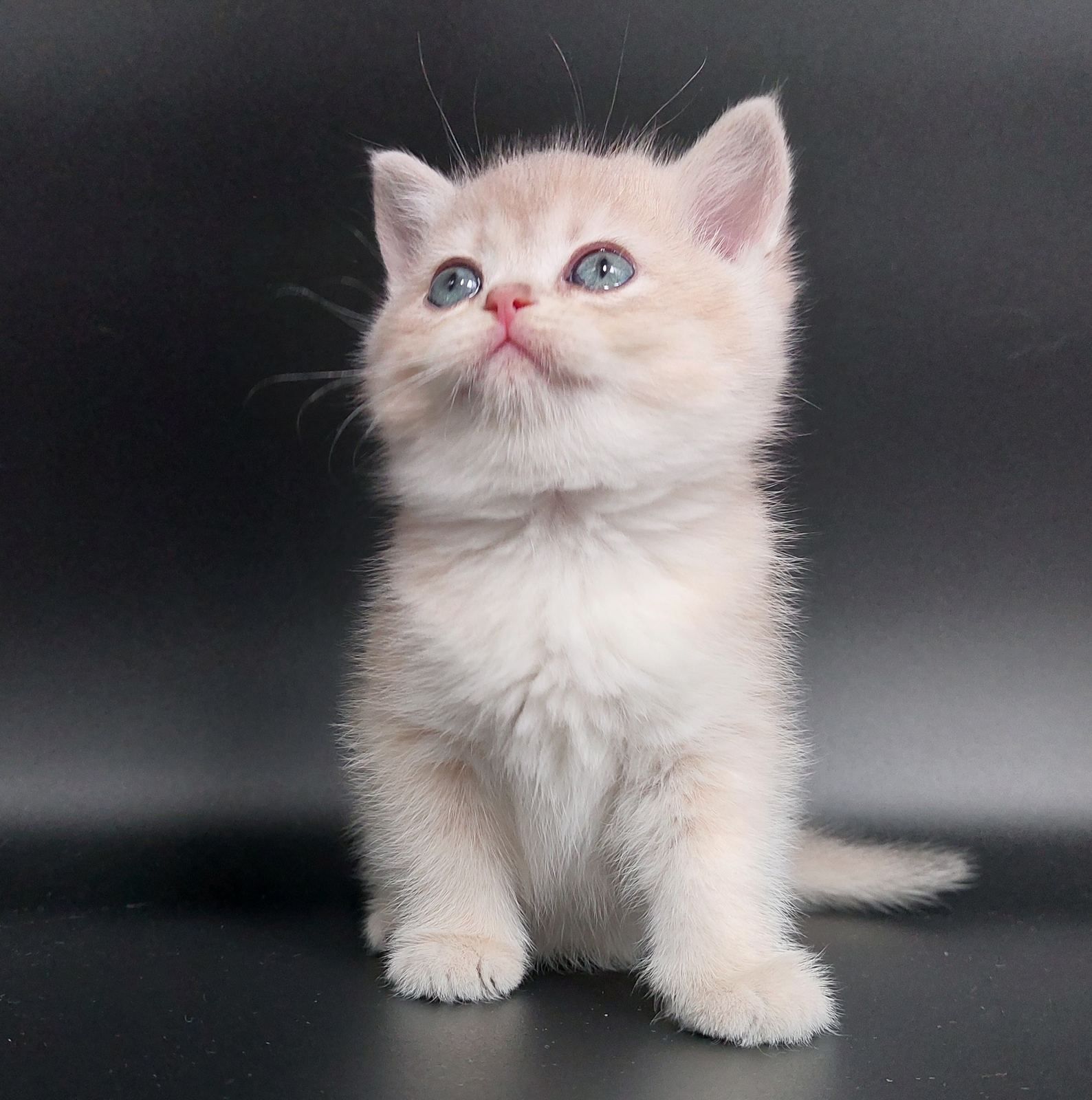 Kitten van het C-nest