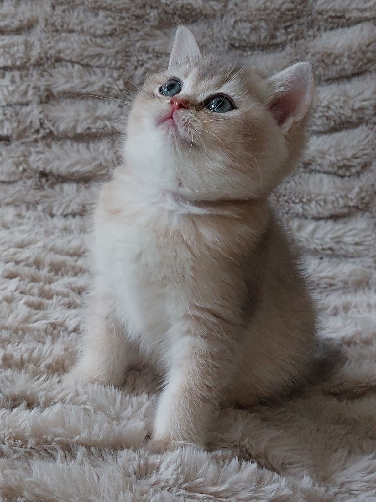 Kitten van het C-nest