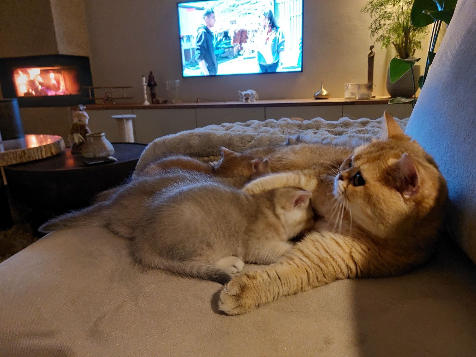 Kitten van het C-nest