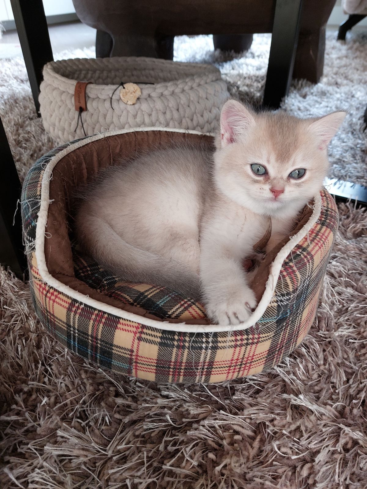 Kitten van het C-nest