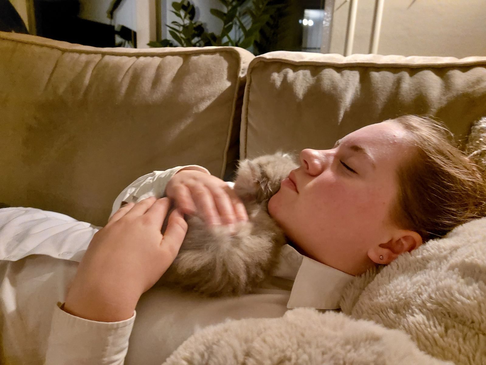 Kitten van het C-nest