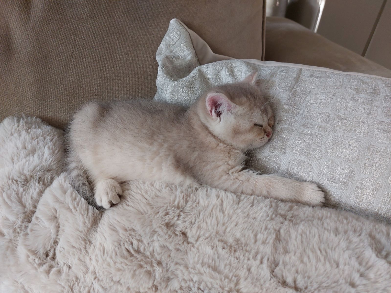 Kitten van het C-nest