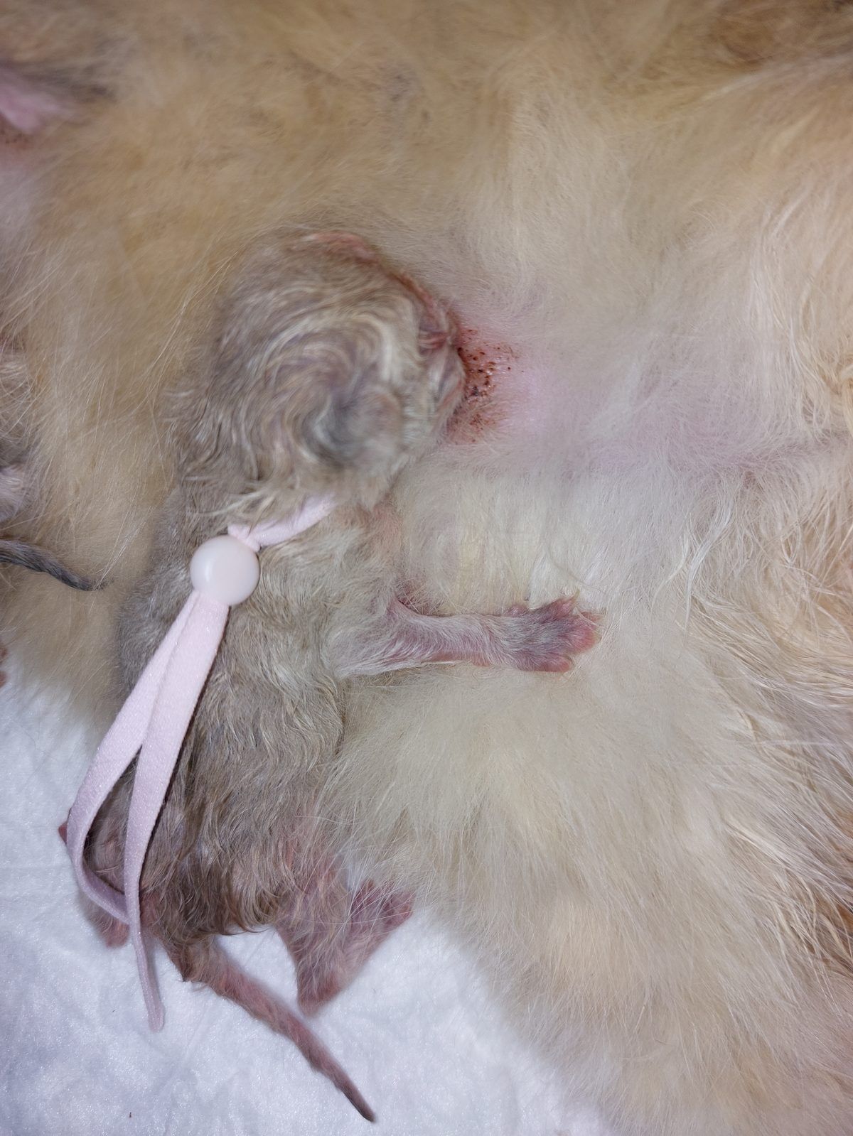 Kitten van het C-nest
