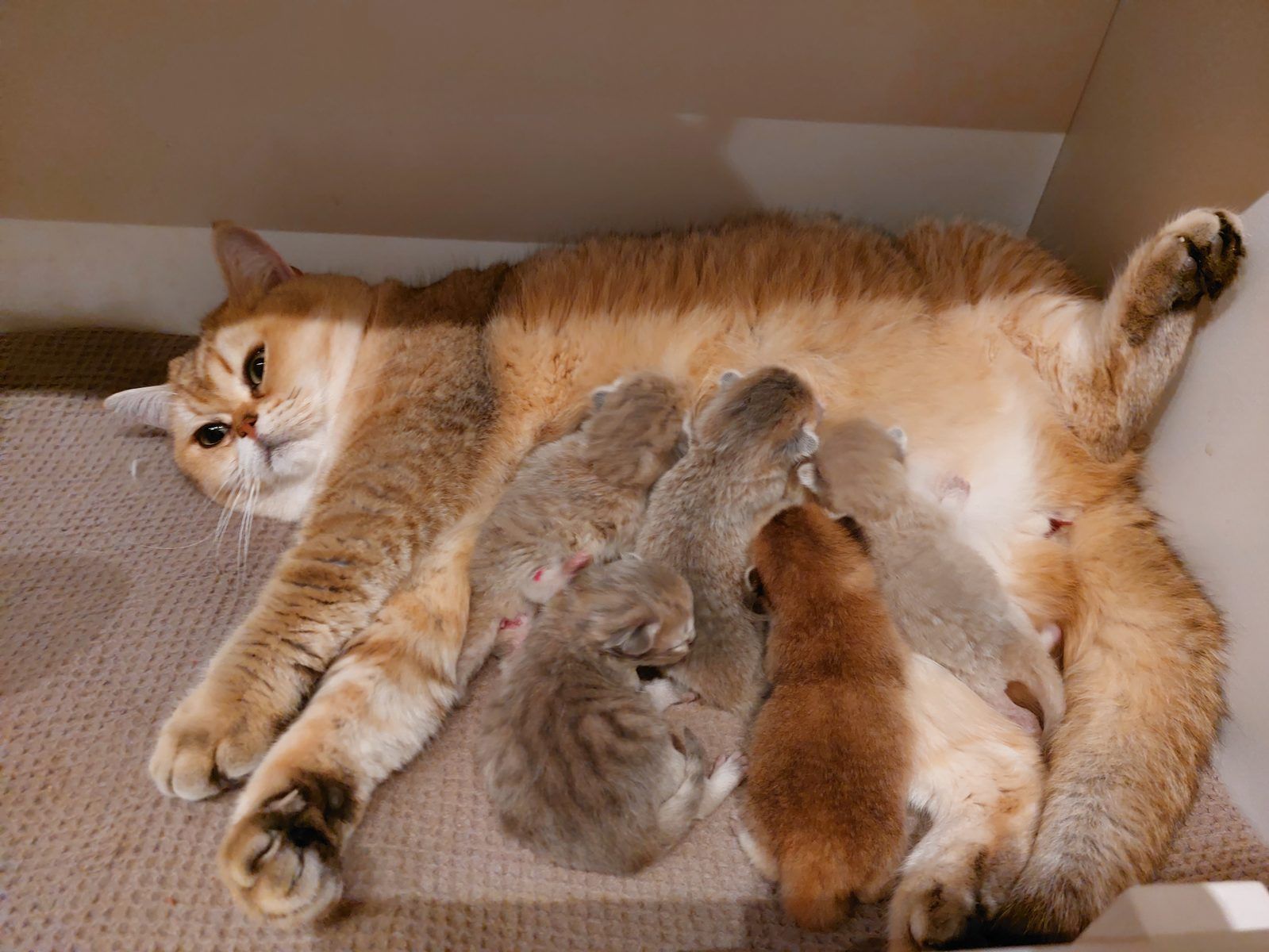 Kitten van het C-nest