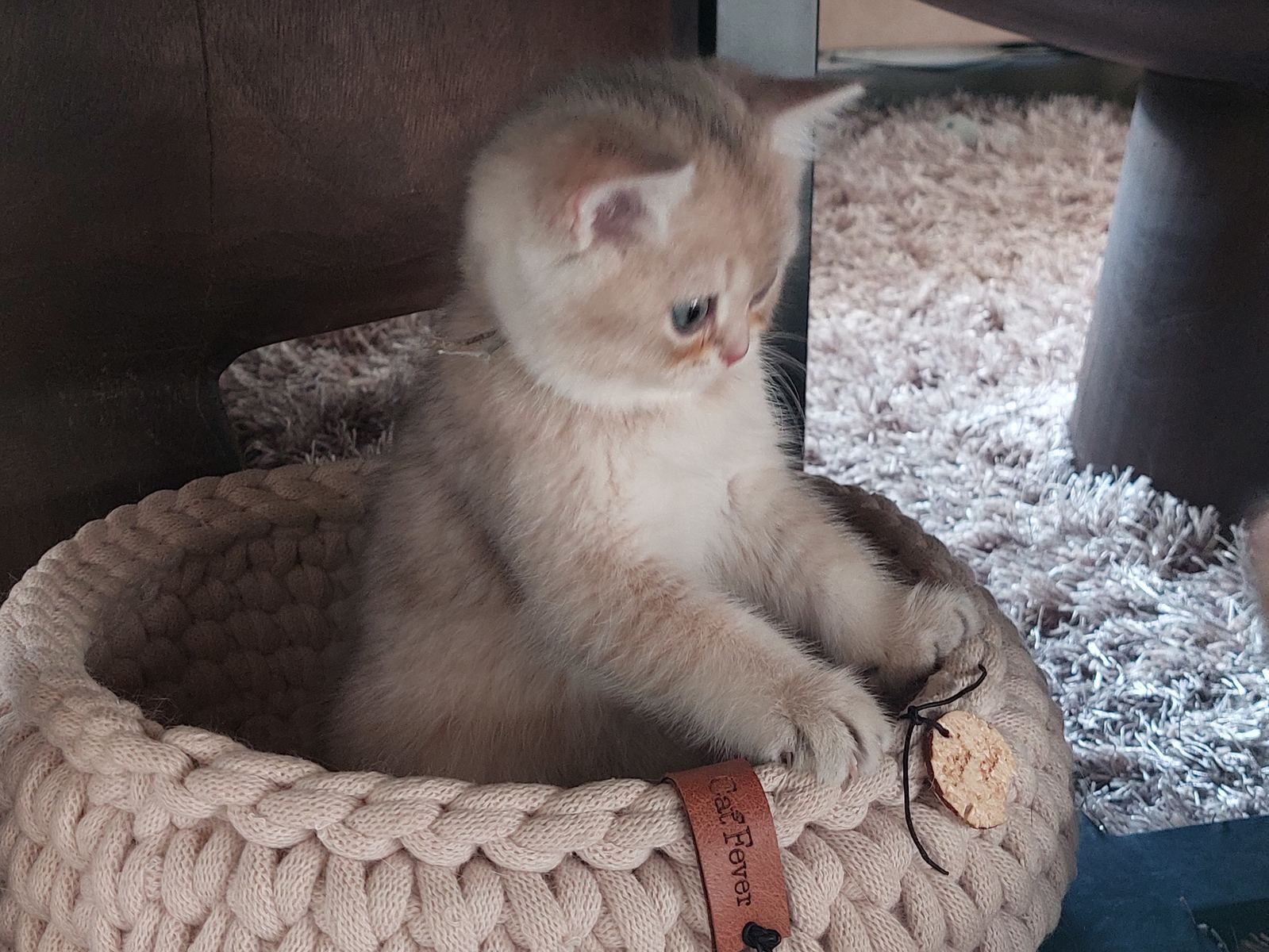 Kitten van het C-nest