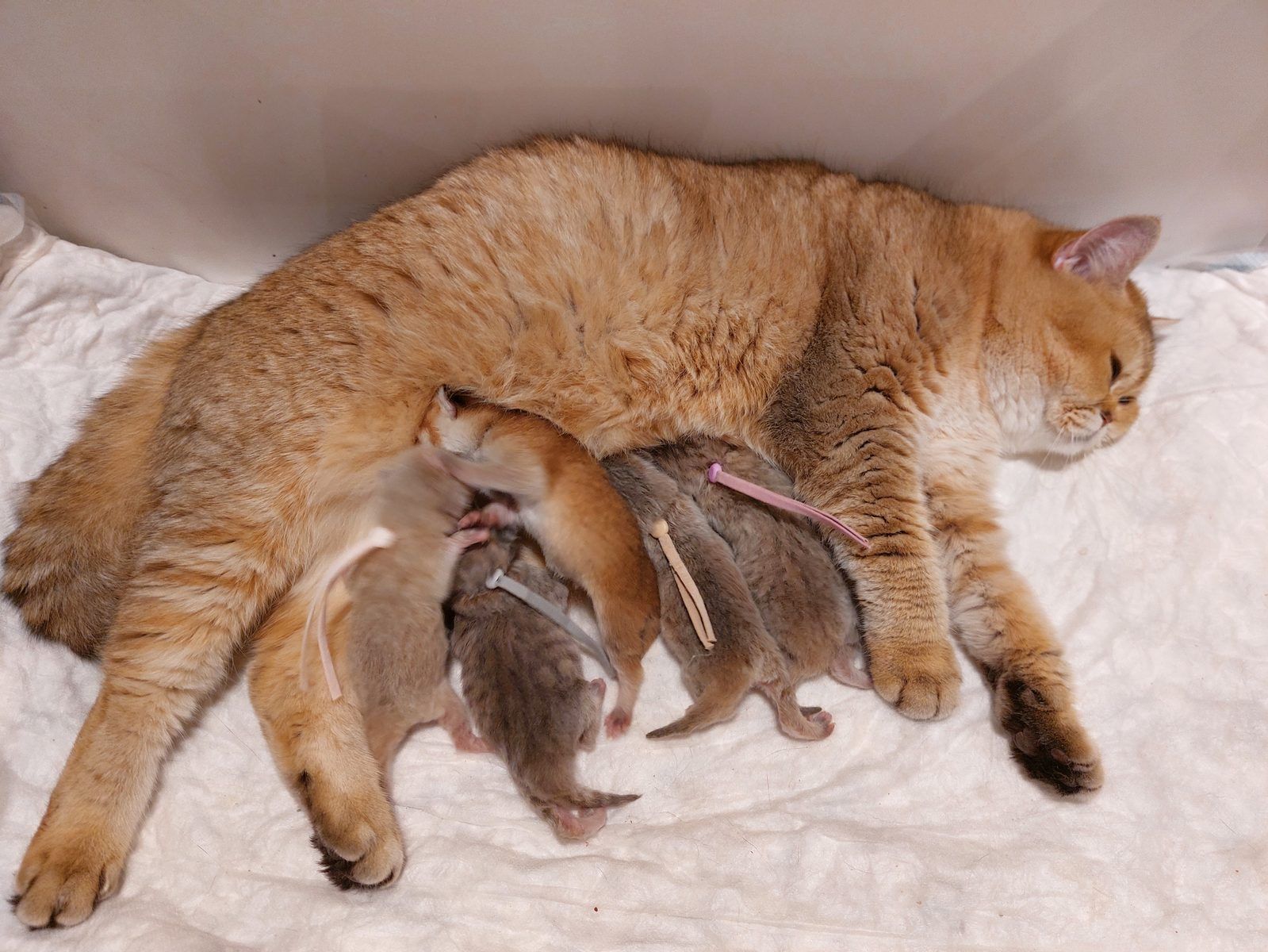 Kitten van het C-nest