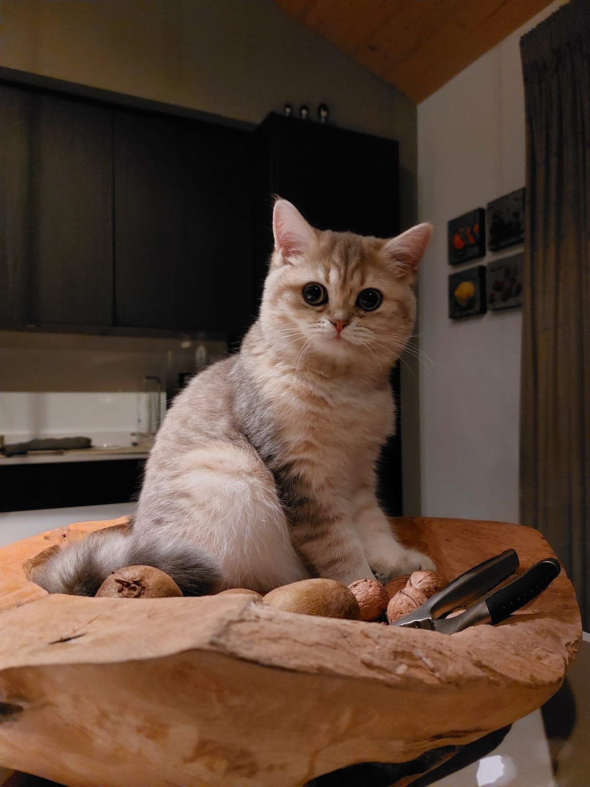 Kitten van het C-nest