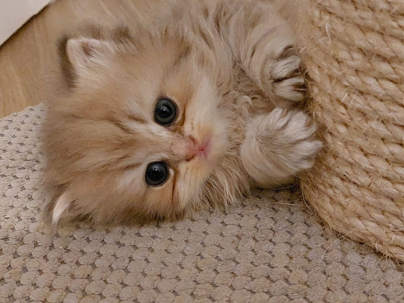 Kitten van het C-nest