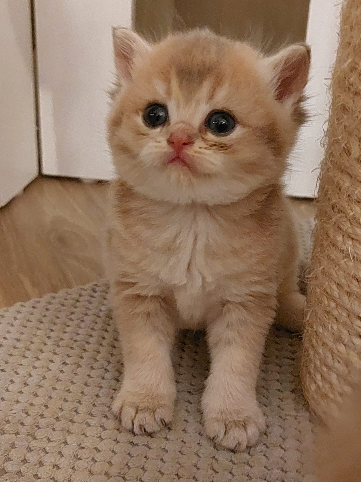 Kitten van het C-nest