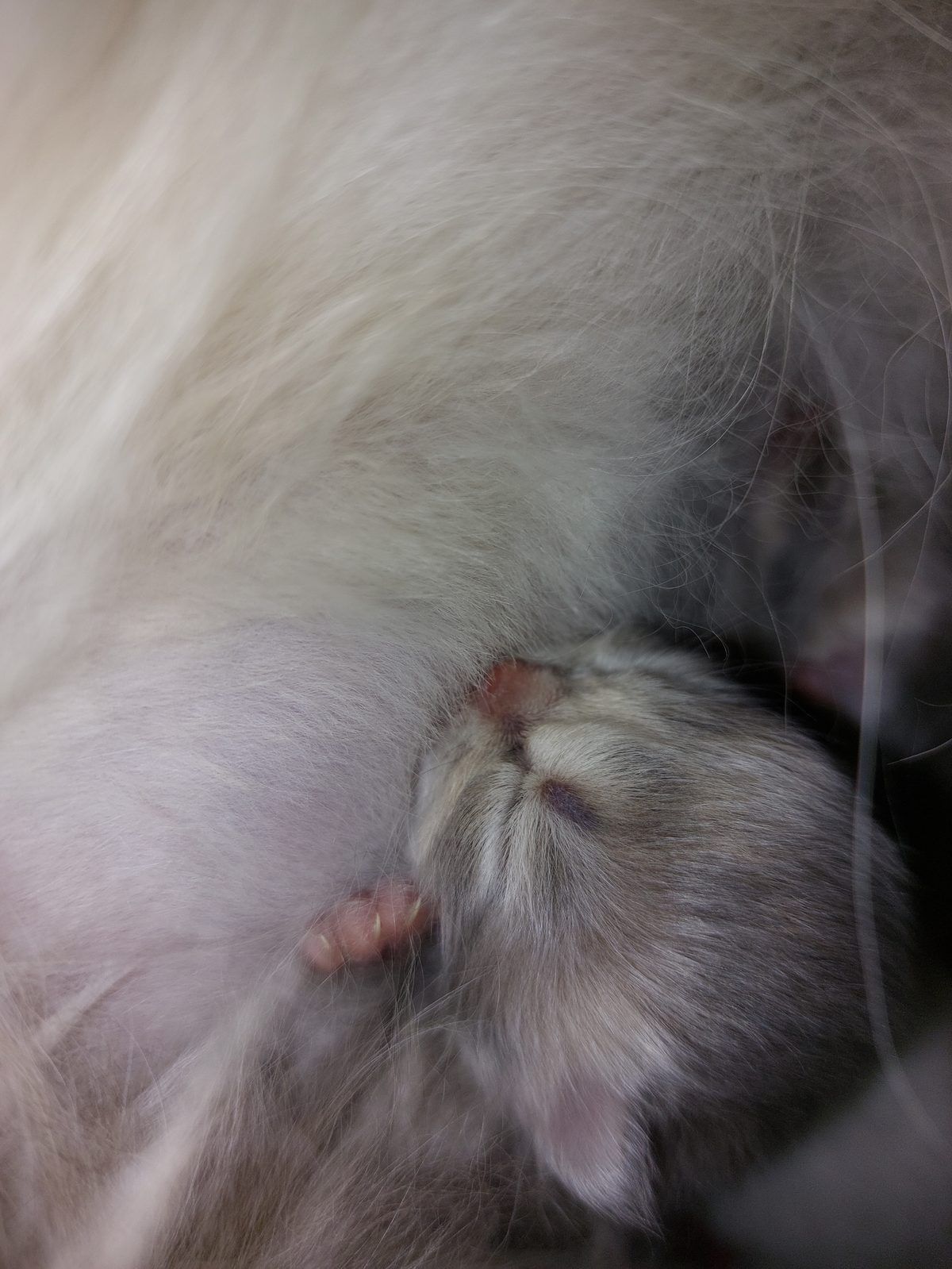 Kitten van het D-nest