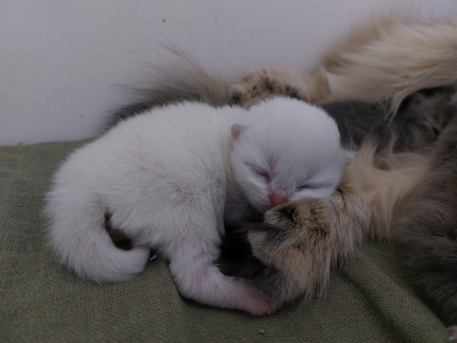 Kitten van het D-nest
