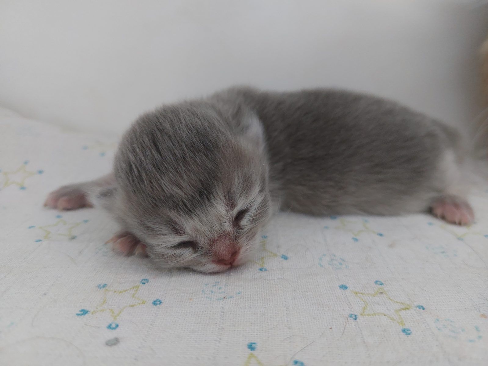 Kitten van het D-nest