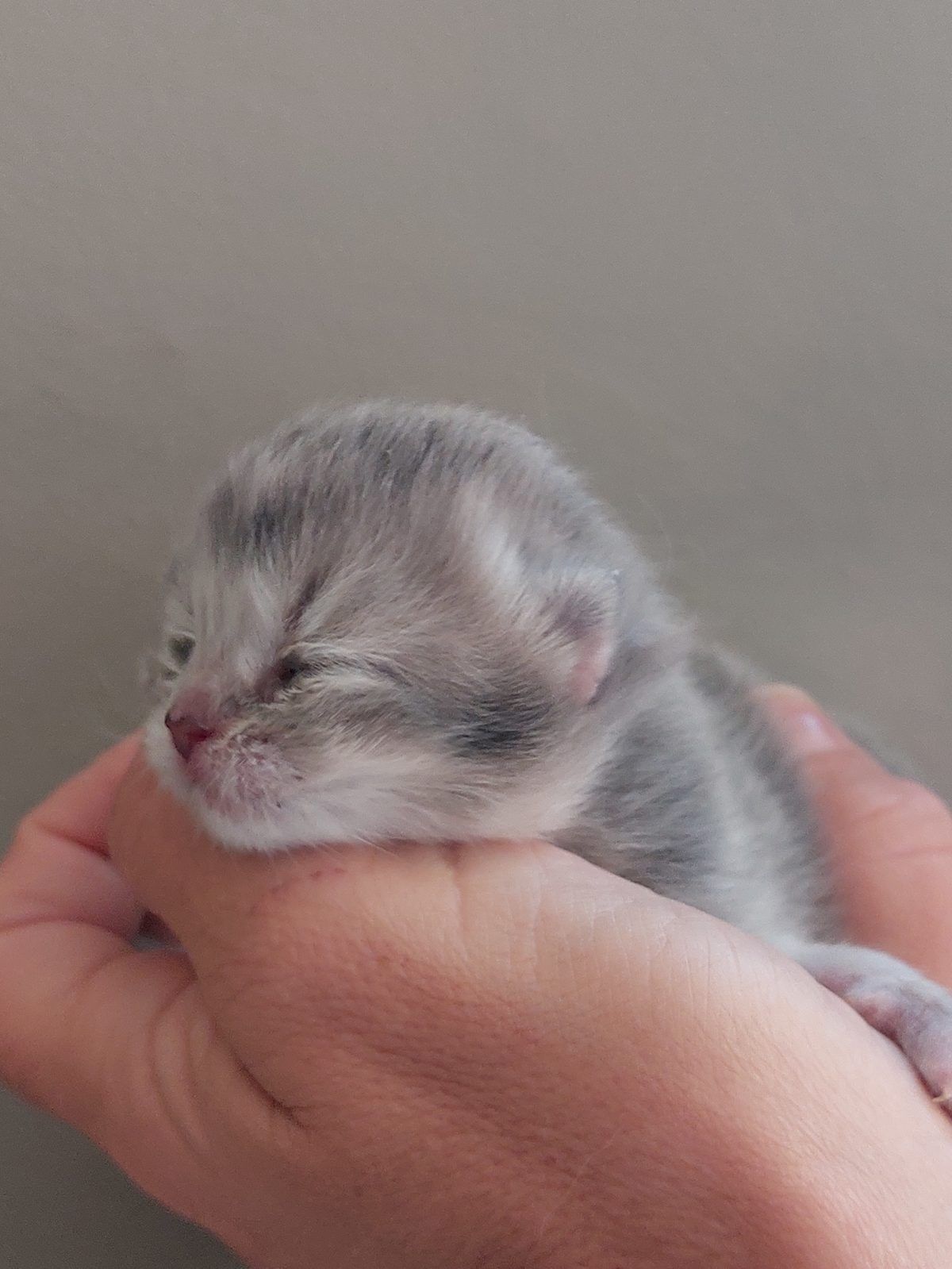 Kitten van het D-nest
