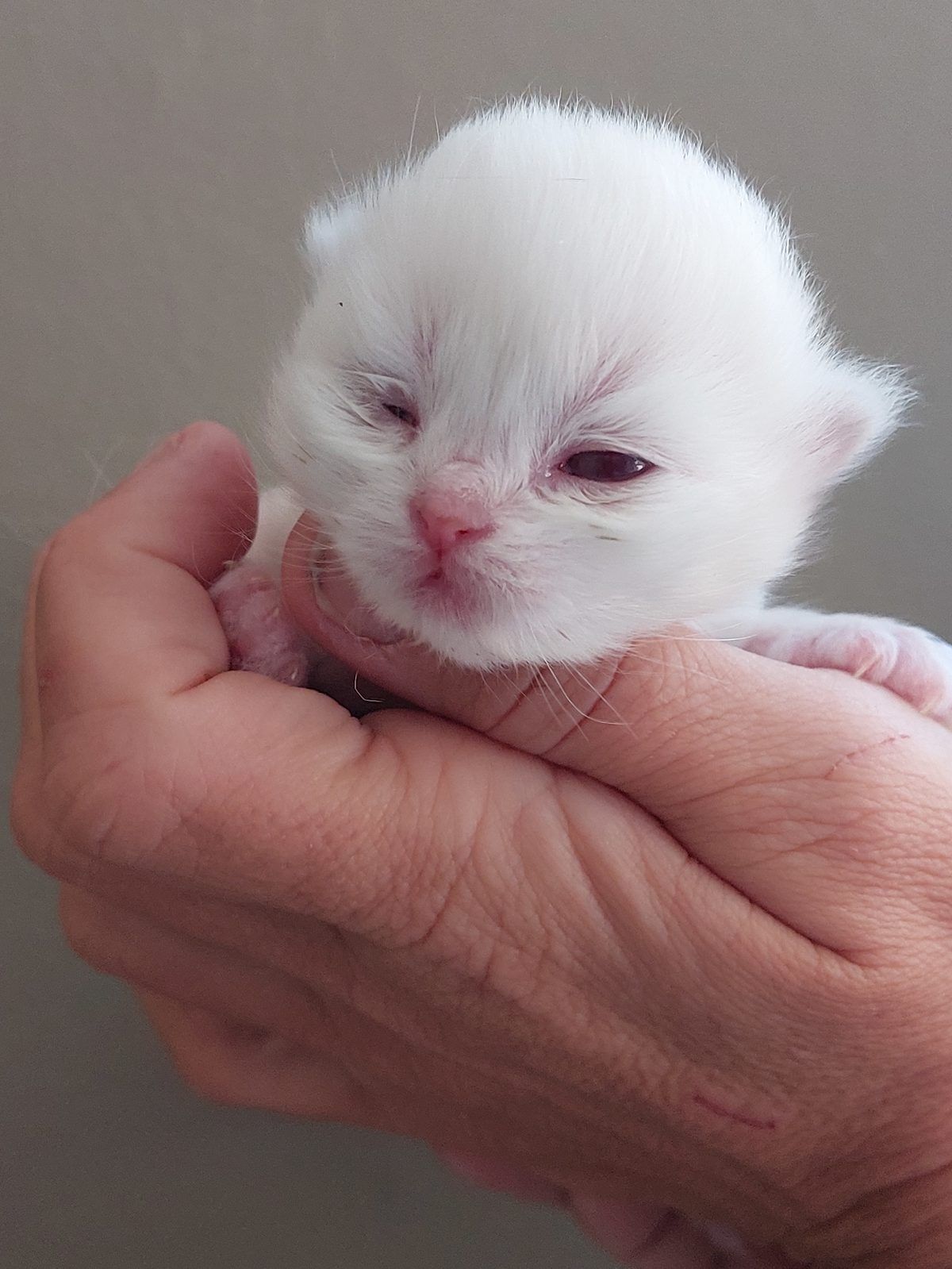 Kitten van het D-nest