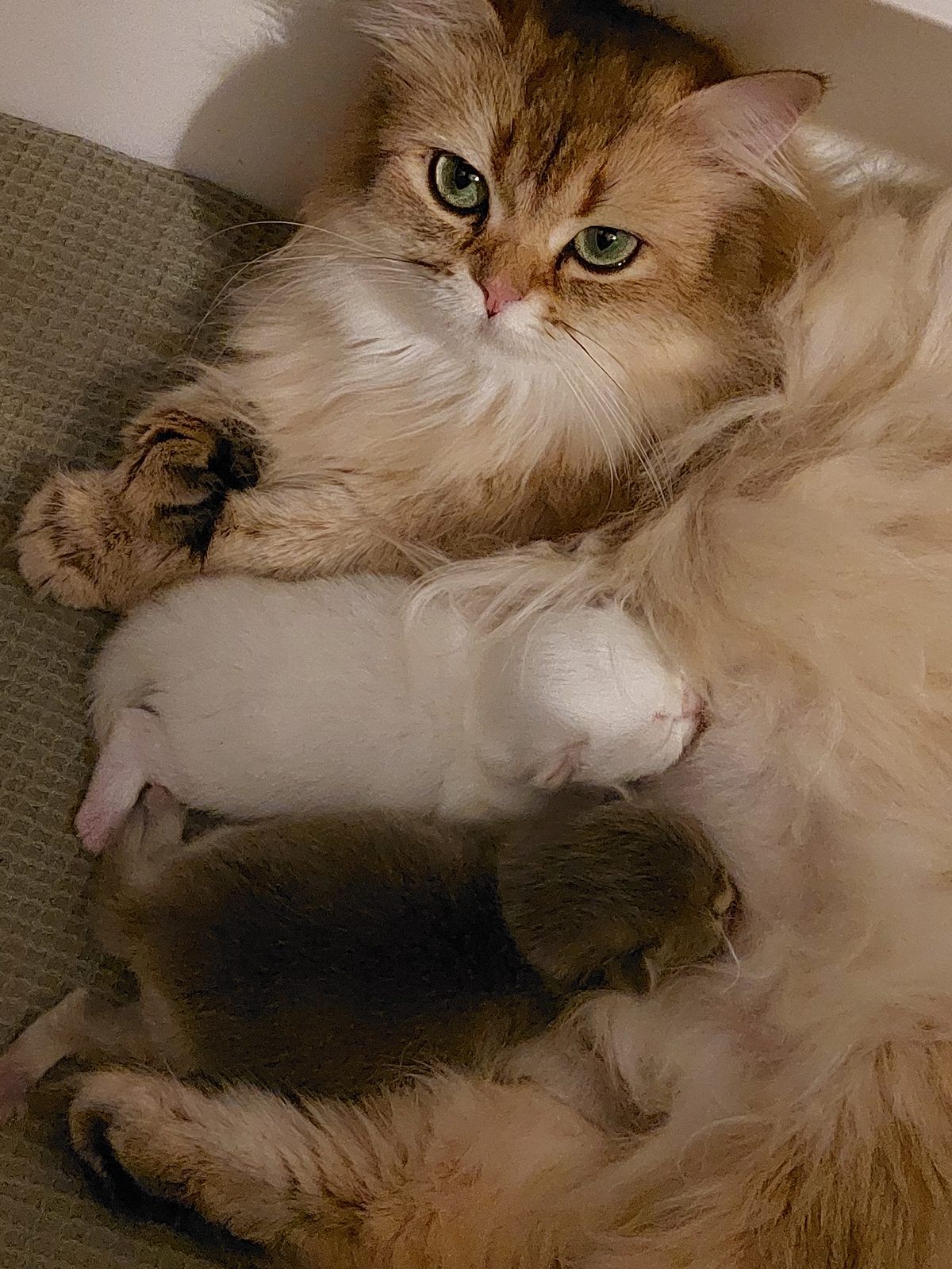 Kitten van het D-nest