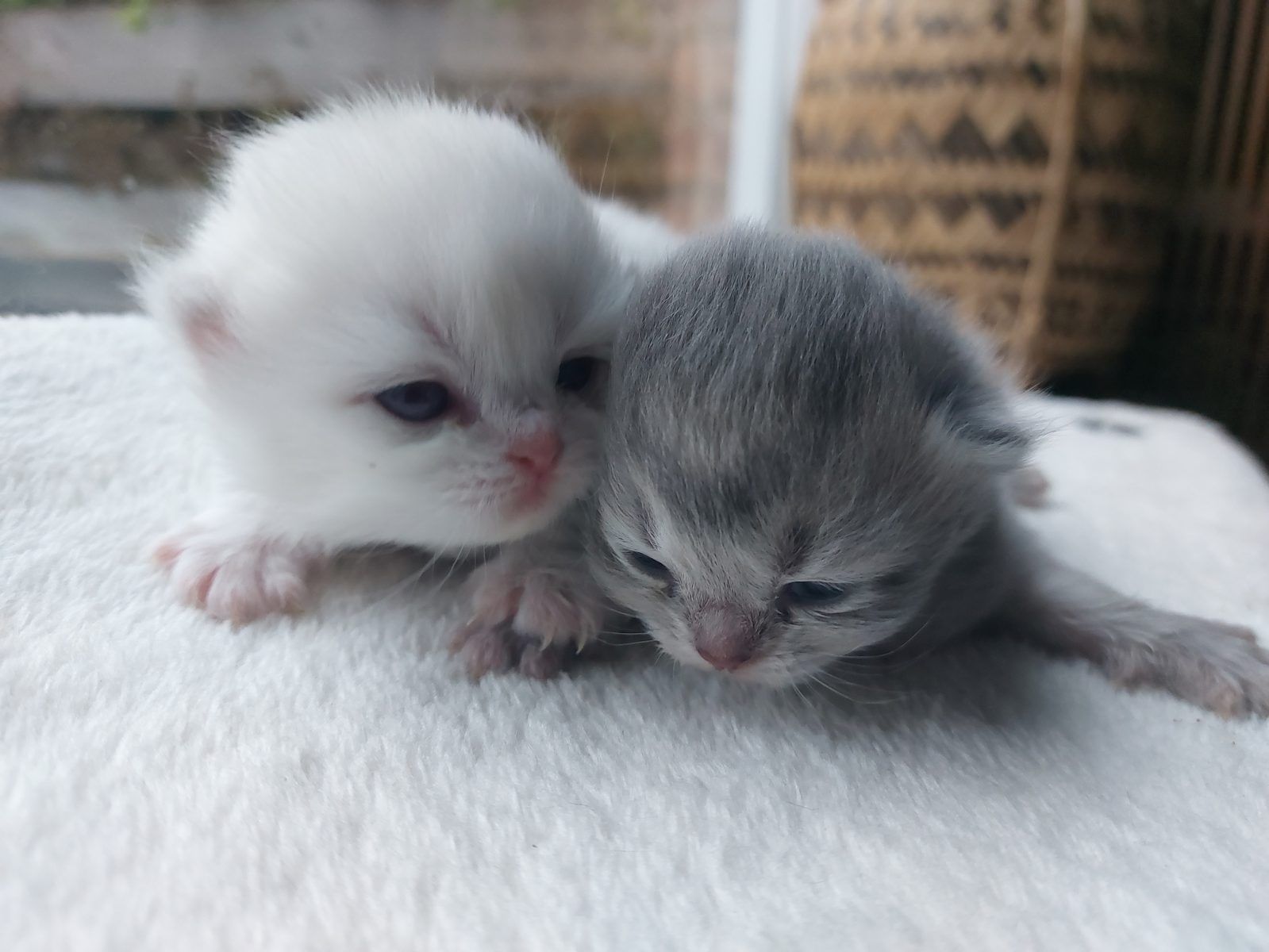 Kitten van het D-nest