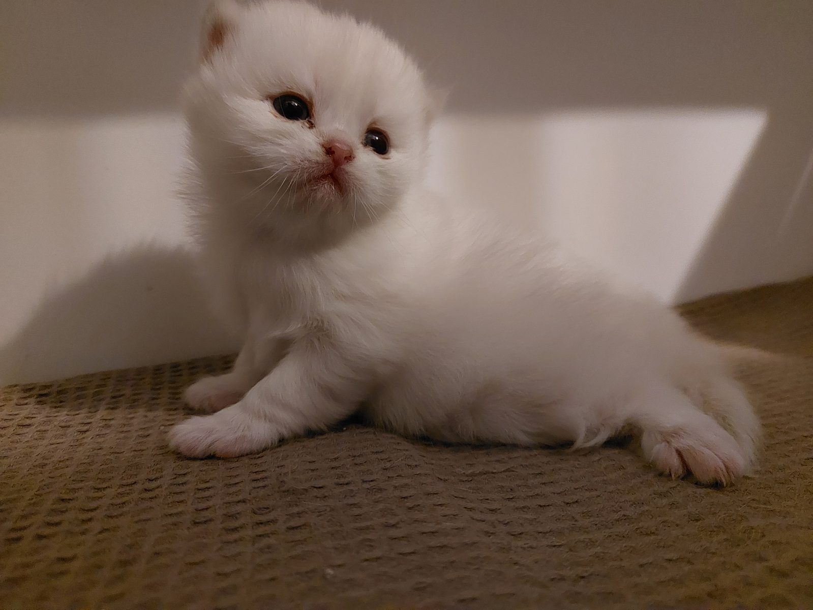 Kitten van het D-nest