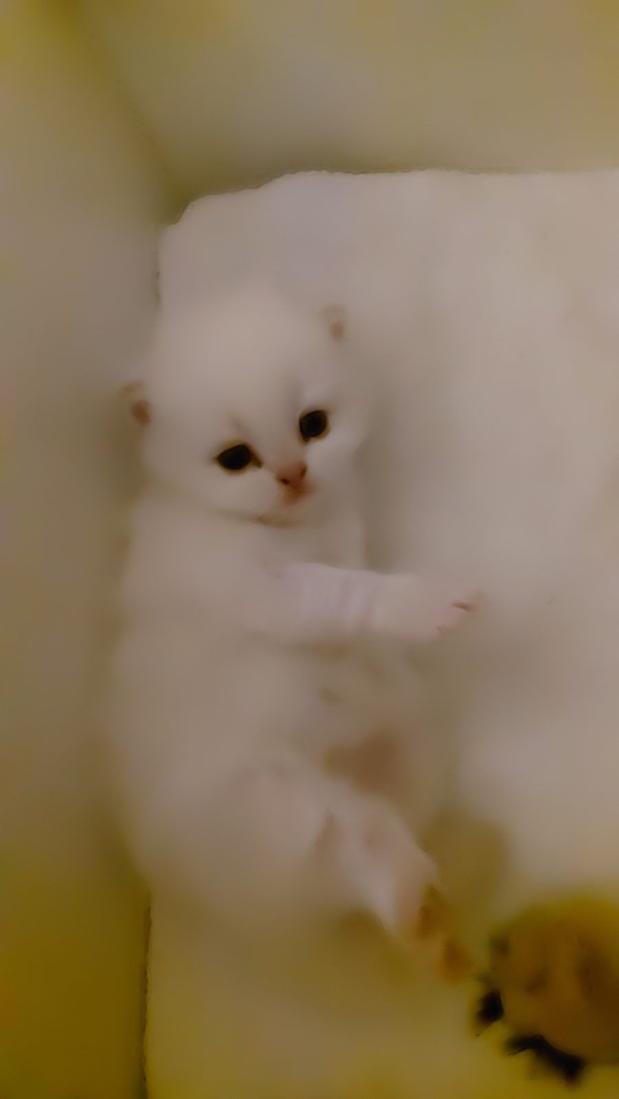Kitten van het D-nest