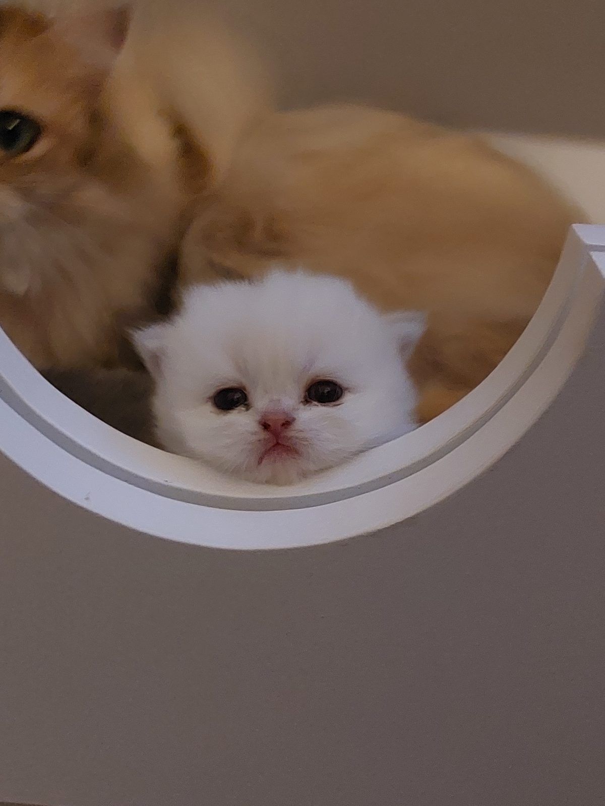 Kitten van het D-nest