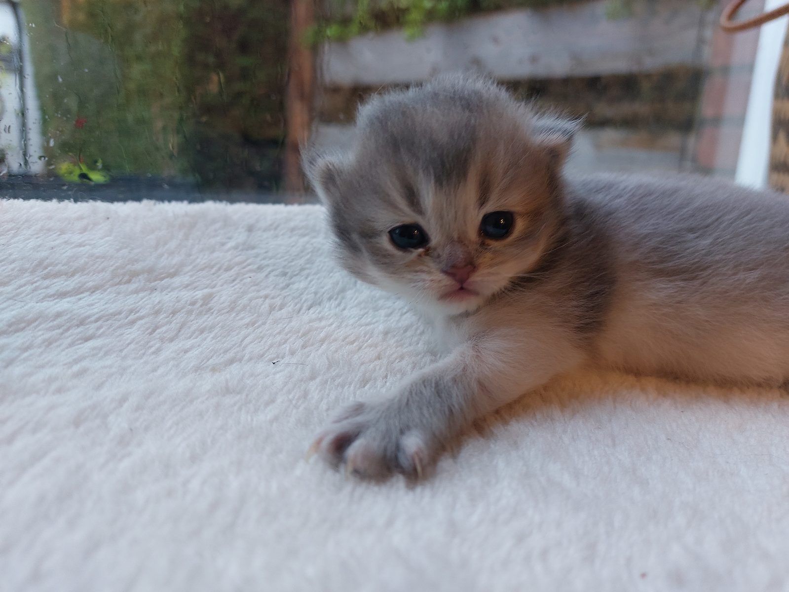 Kitten van het D-nest