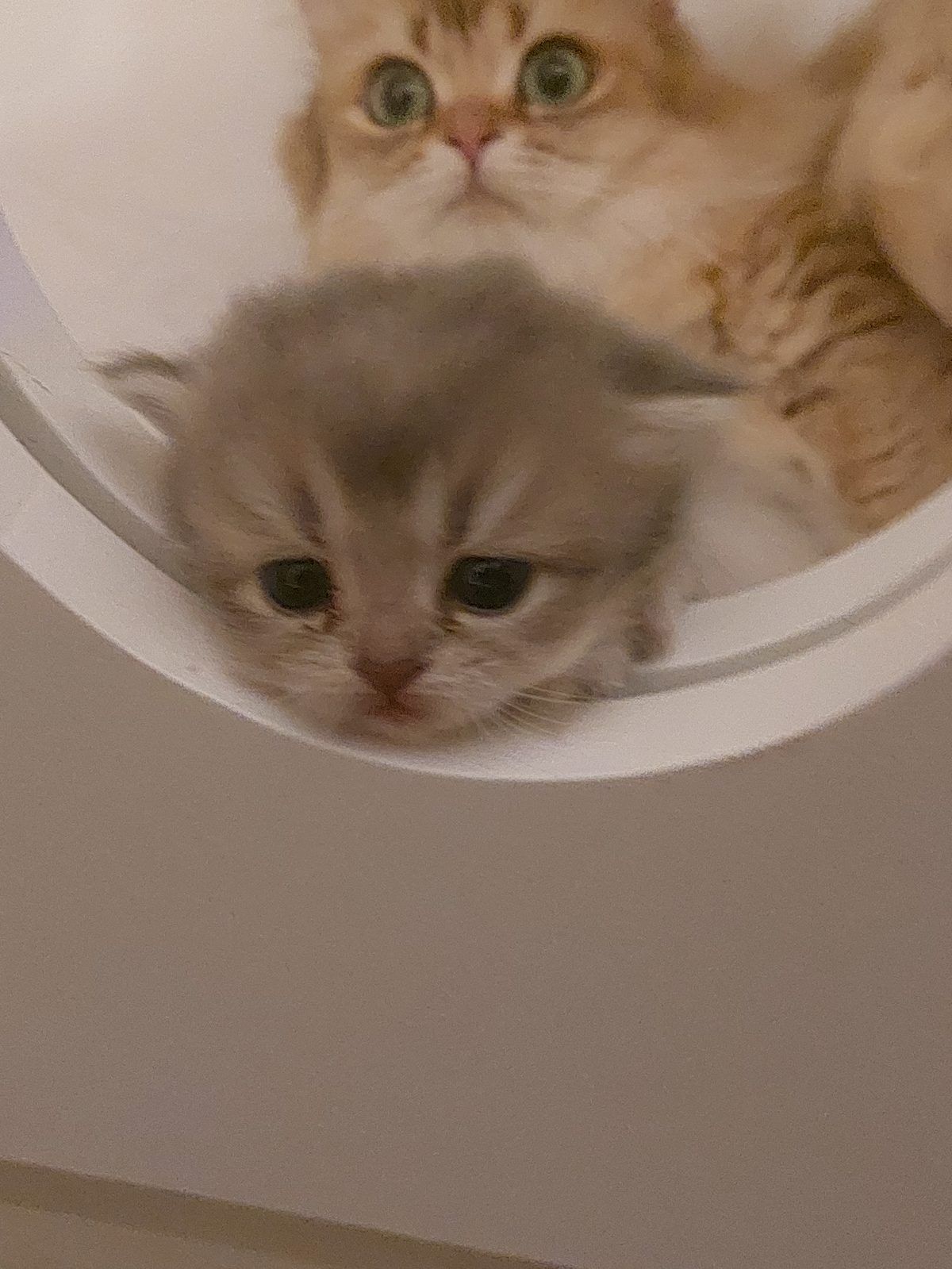 Kitten van het D-nest