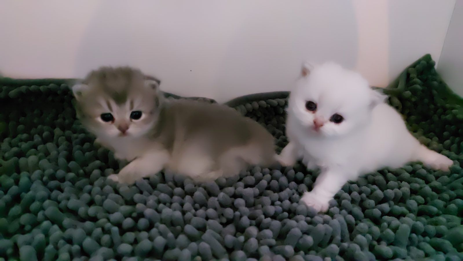 Kitten van het D-nest