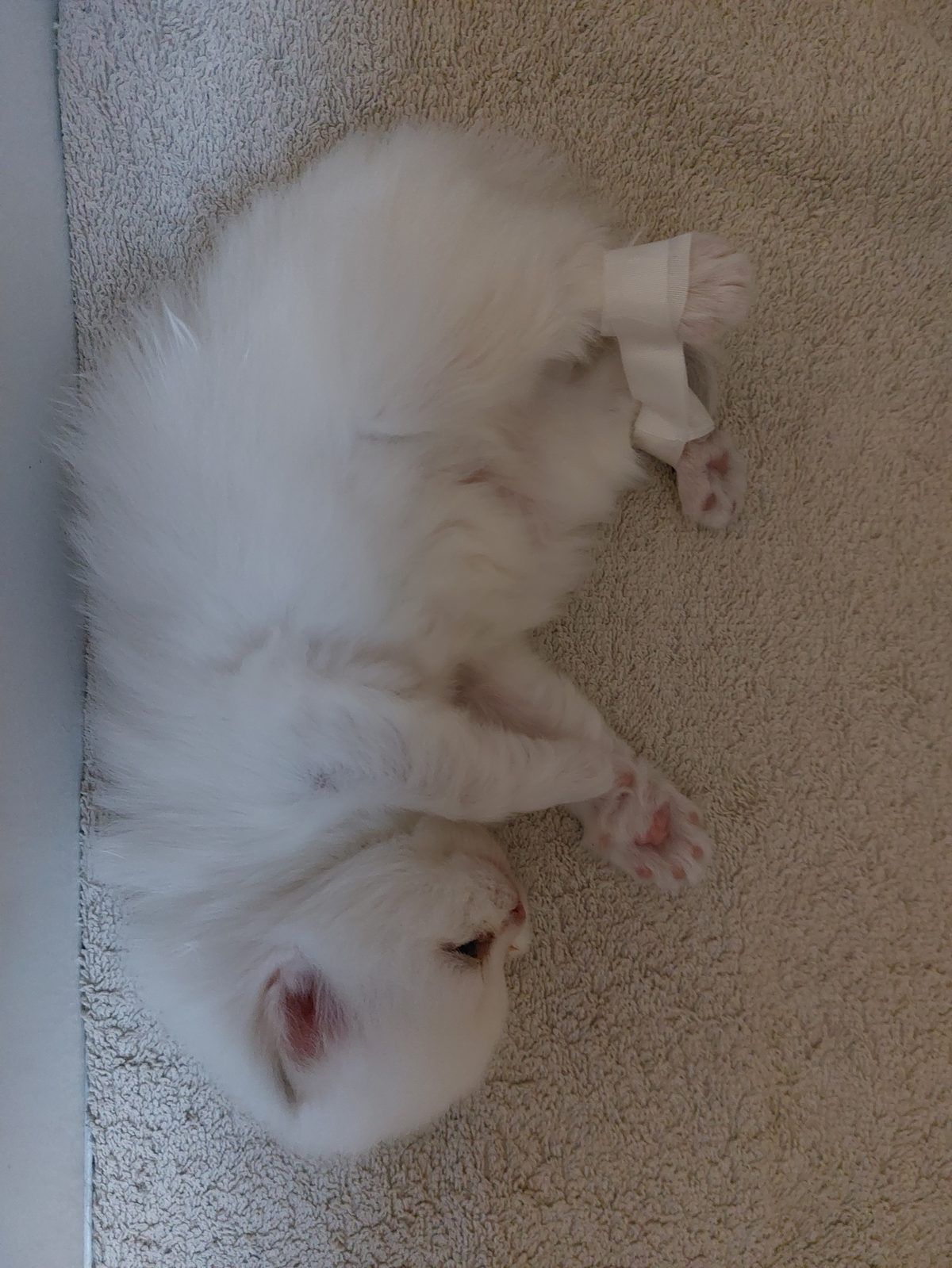 Kitten van het D-nest