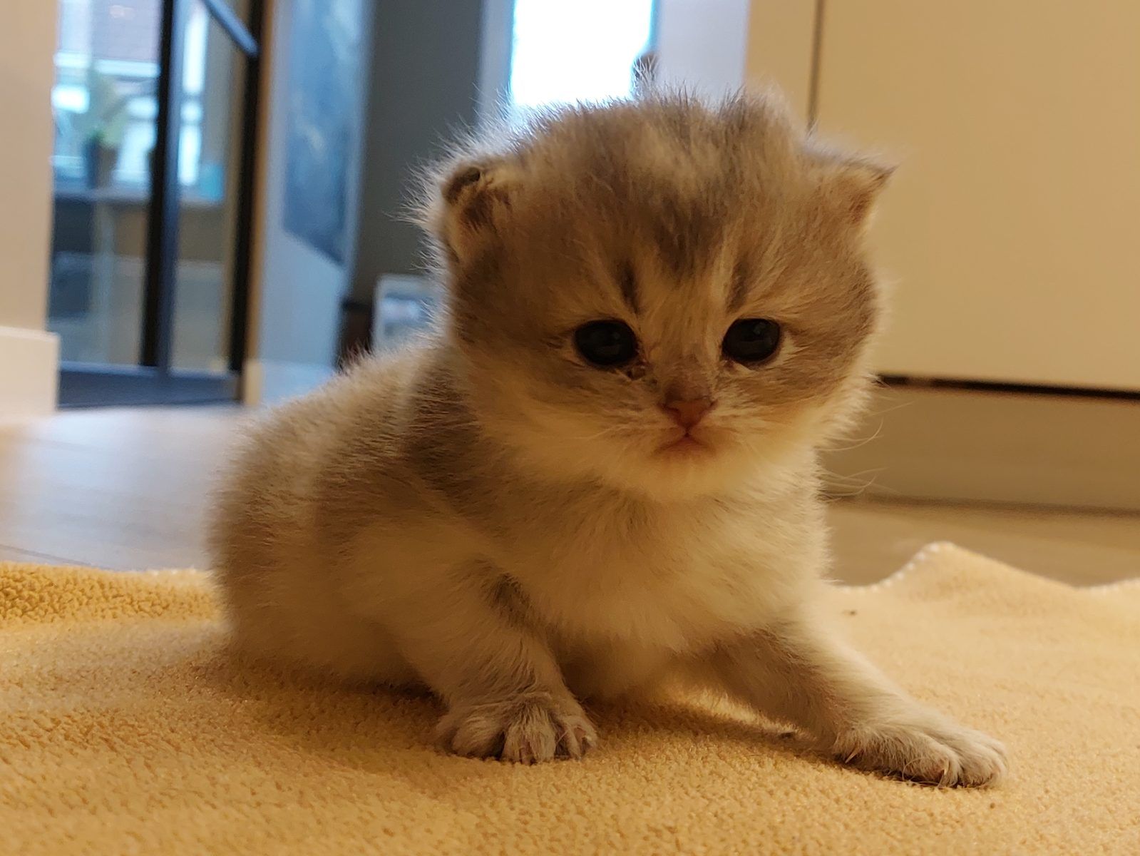 Kitten van het D-nest