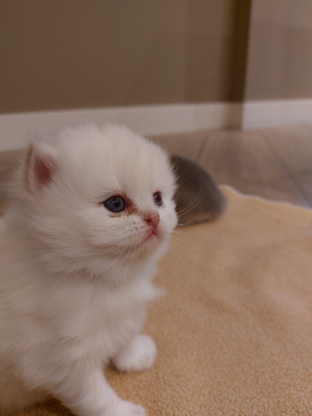 Kitten van het D-nest