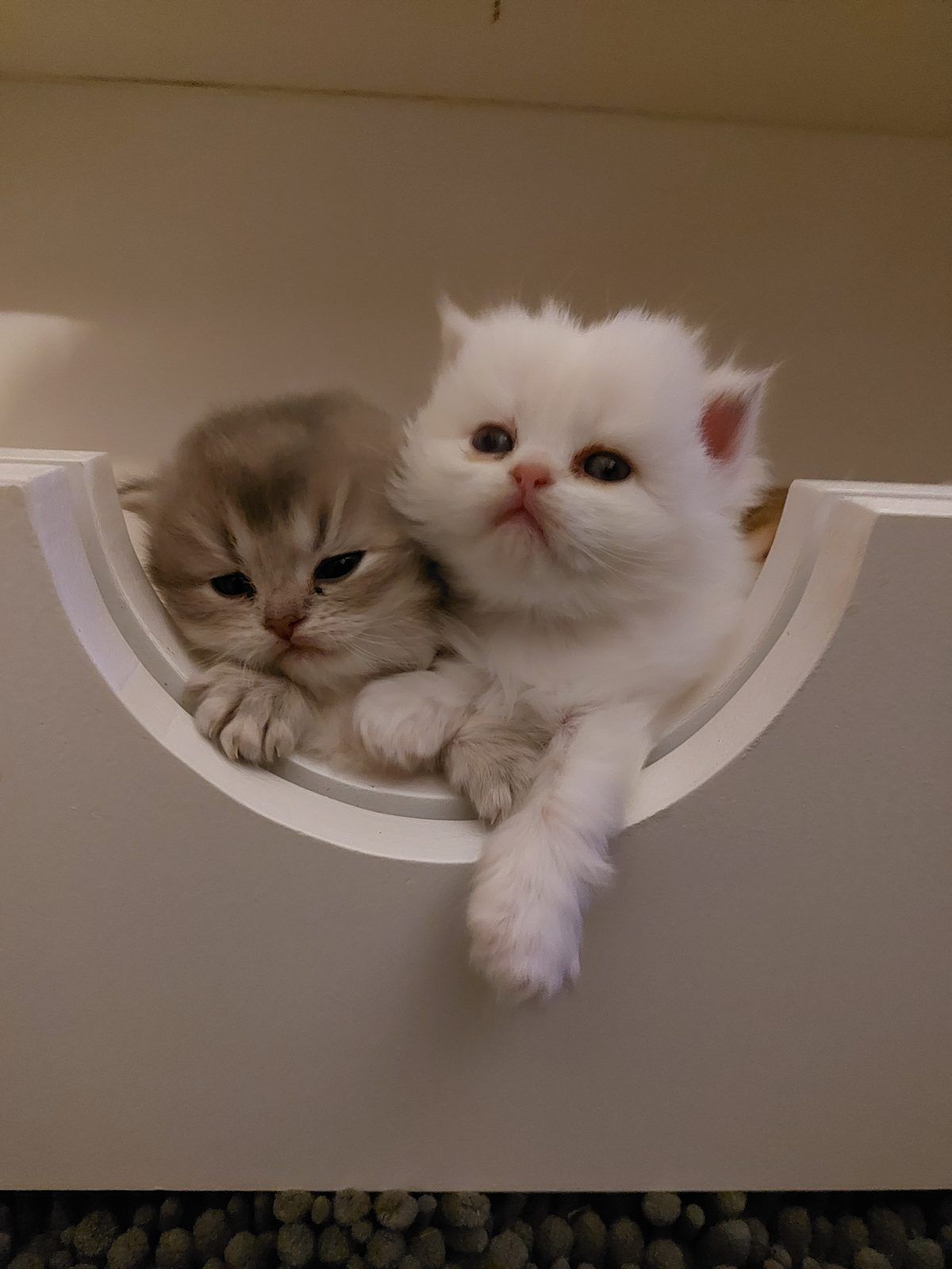 Kitten van het D-nest