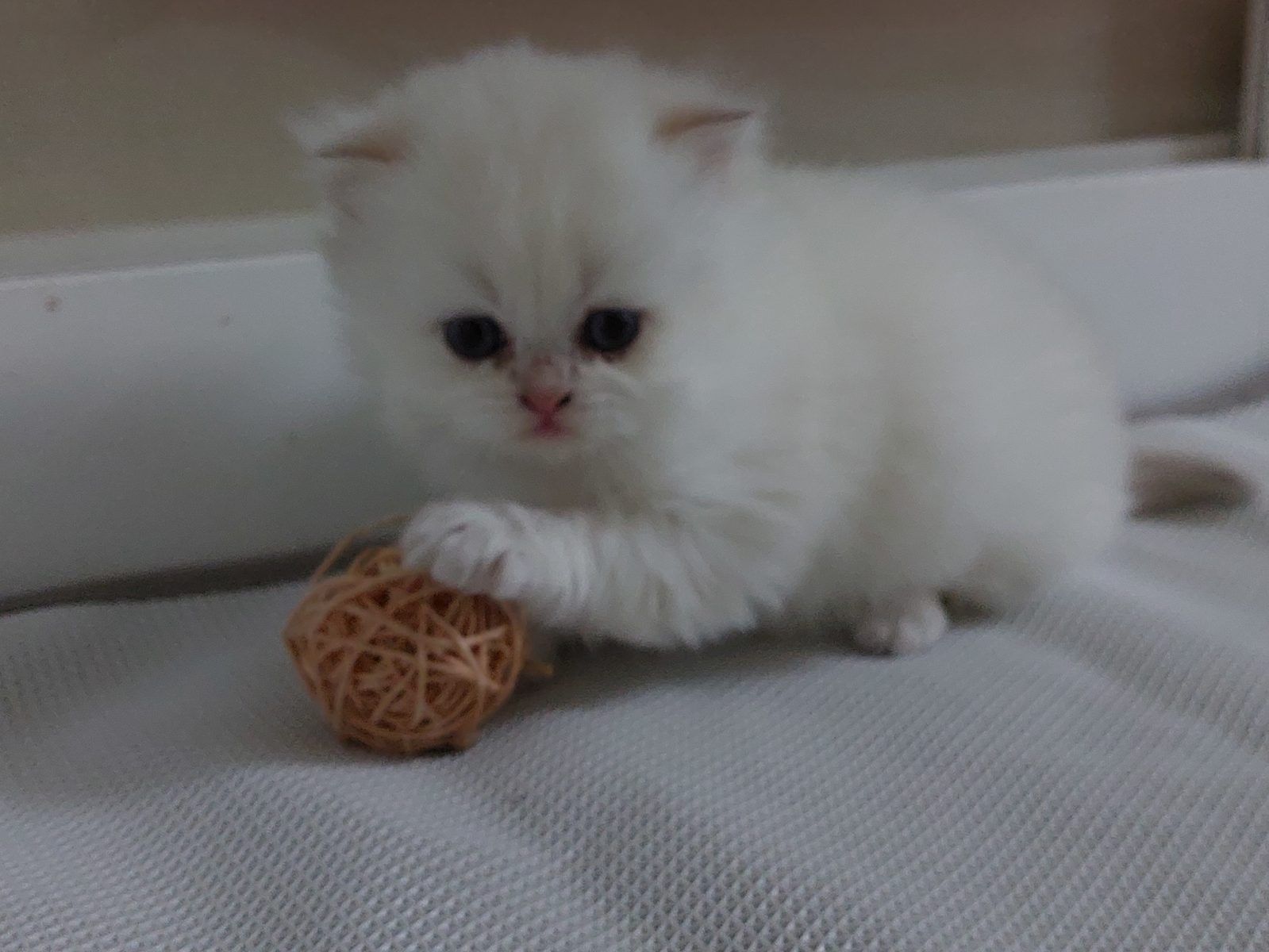 Kitten van het D-nest