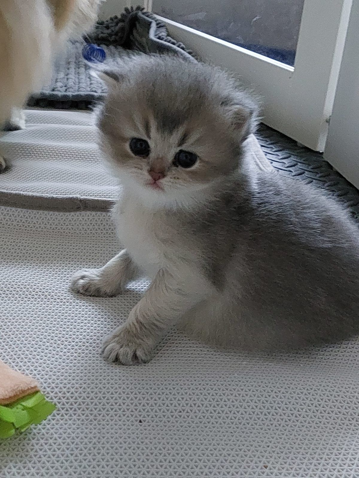 Kitten van het D-nest