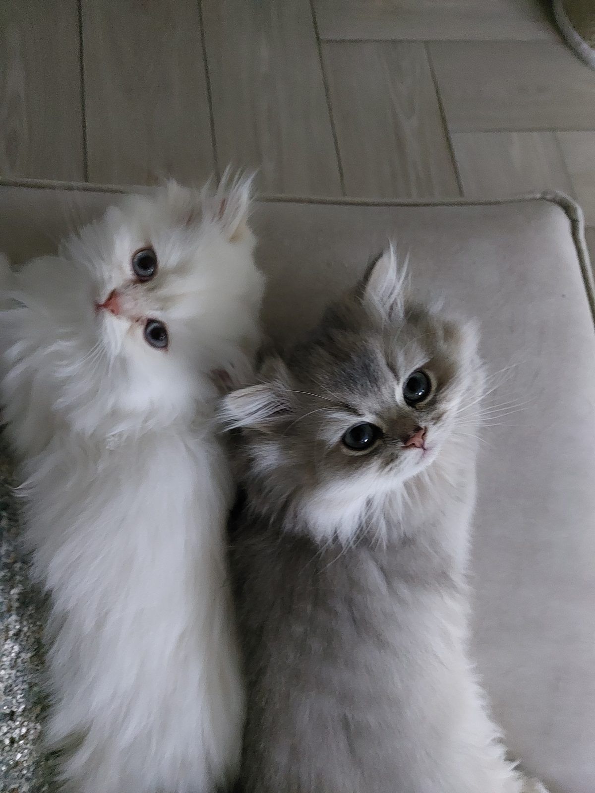 Kitten van het D-nest