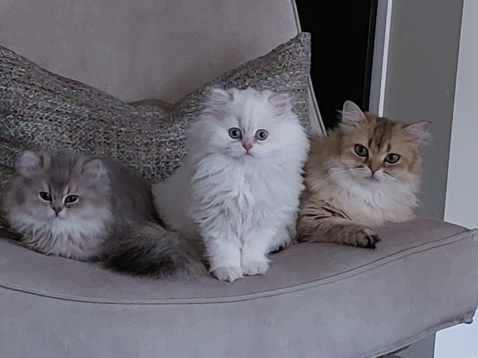 Kitten van het D-nest