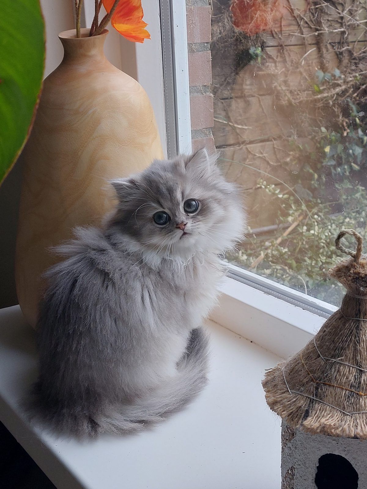 Kitten van het D-nest