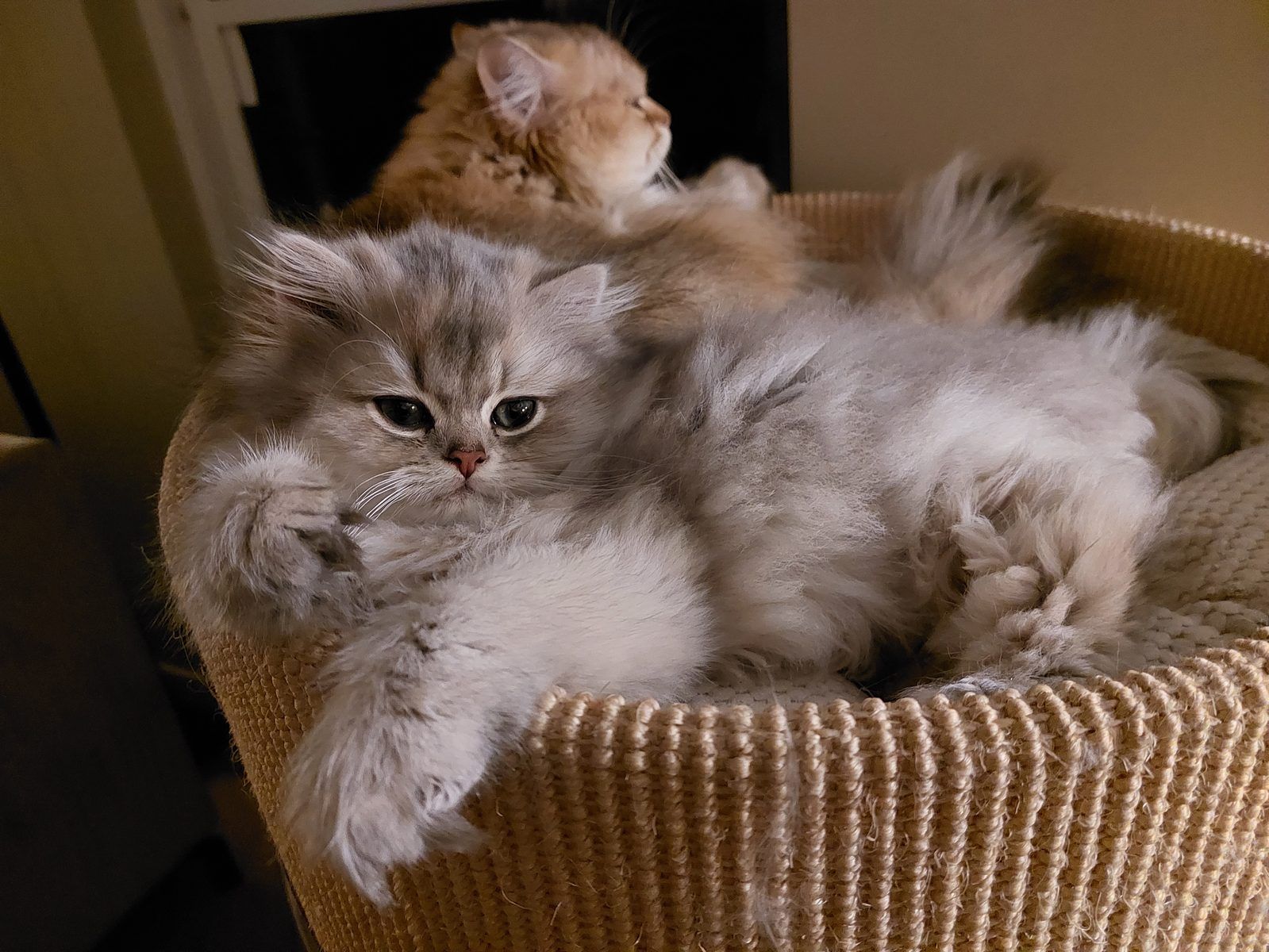 Kitten van het D-nest